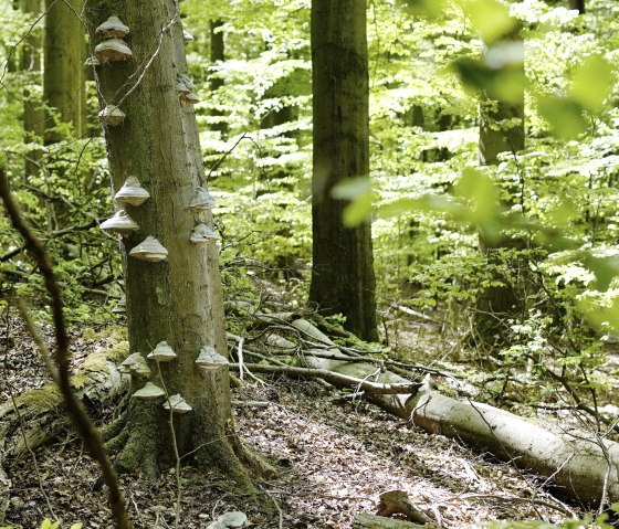 Naturwaldzelle_ M. Weisgerber Naturwaldzelle_ M. Weisgerber