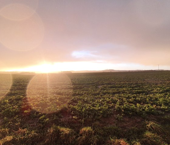 Landschaft in Strotzbüsch, © GesundLand Vulkaneifel Landschaft in Strotzbüsch, © GesundLand Vulkaneifel