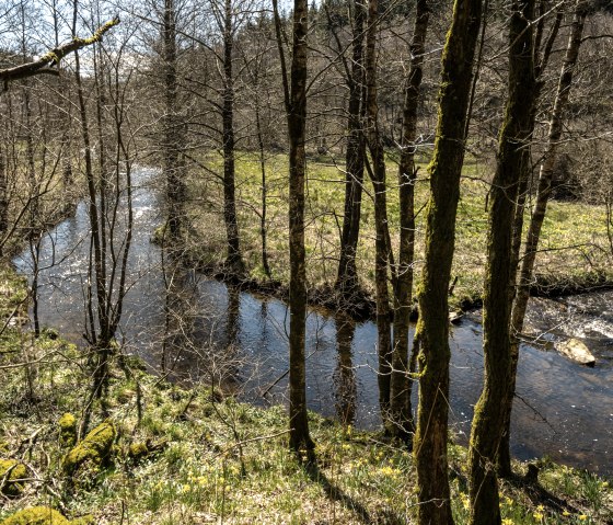 Ein Fluss schlängelt sich durch einen Wald mit kahlen Bäumen. Im Vordergrund blühen gelbe Narzissen, während Sonnenlicht auf das Wasser fällt., © Städteregion Aachen, Dominik Ketz Ein Fluss schlängelt sich durch einen Wald mit kahlen Bäumen. Im Vordergrund blühen gelbe Narzissen, während Sonnenlicht auf das Wasser fällt., © Städteregion Aachen, Dominik Ketz