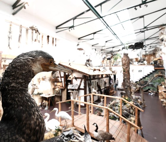 Kormoran, © Bernd Stuhlmann Kormoran, © Bernd Stuhlmann