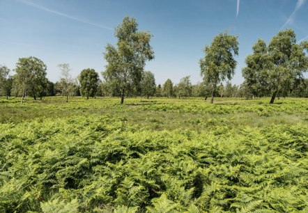 View of the Struffelt Heath, © Eifel Tourismus GmbH/D. Ketz View of the Struffelt Heath, © Eifel Tourismus GmbH/D. Ketz