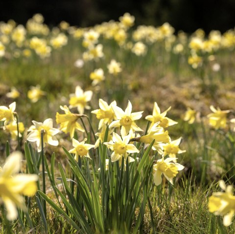 Wilde narcissen in de Olef-vallei, © Eifel Tourismus GmbH, Dominik Ketz Wilde narcissen in de Olef-vallei, © Eifel Tourismus GmbH, Dominik Ketz