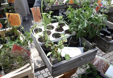 Kräutertag Eifel, © Naturzentrum Nettersheim Kräutertag Eifel, © Naturzentrum Nettersheim