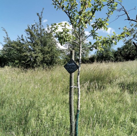 Apfelbaumpatenschaft, © GesundLand Vulkaneifel GmbH Apfelbaumpatenschaft, © GesundLand Vulkaneifel GmbH