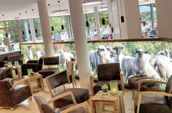 Schafslounge-2 Schafslounge-2