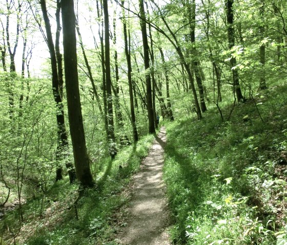 Hike through the forest on the Manderscheid castle trail, © Eifel Tourismus GmbH Hike through the forest on the Manderscheid castle trail, © Eifel Tourismus GmbH