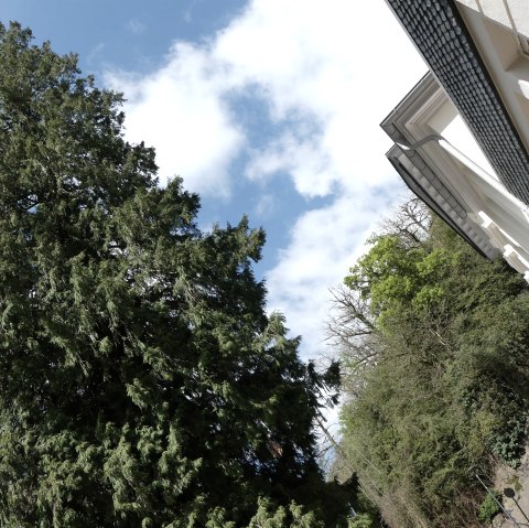 Lebensbaum im Kurfürstlich Schlößchen, © GesundLand Vulkaneifel GmbH Lebensbaum im Kurfürstlich Schlößchen, © GesundLand Vulkaneifel GmbH