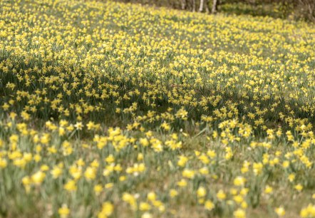 Blühende Narzissenwiese im Oleftal, © Eifel Tourismus GmbH, Dominik Ketz Blühende Narzissenwiese im Oleftal, © Eifel Tourismus GmbH, Dominik Ketz