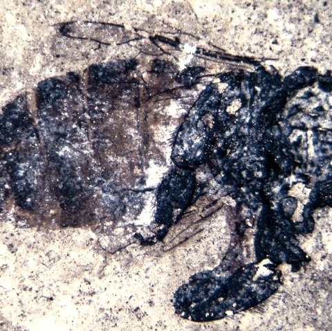 Honigbiene, © Maarmuseum Manderscheid Honigbiene, © Maarmuseum Manderscheid