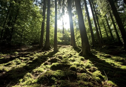 Hike through the forest of the Meulenwald route, © Eifel Tourismus GmbH/D. Ketz Hike through the forest of the Meulenwald route, © Eifel Tourismus GmbH/D. Ketz