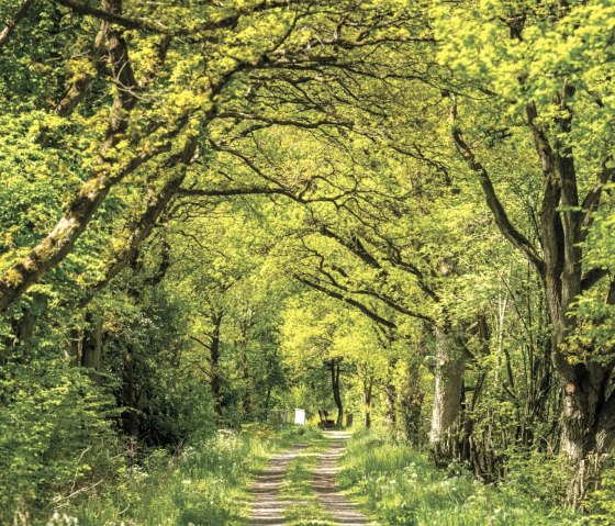 Vulcano Pfad, © Eifel Tourismus GmbH/D.Ketz Vulcano Pfad, © Eifel Tourismus GmbH/D.Ketz