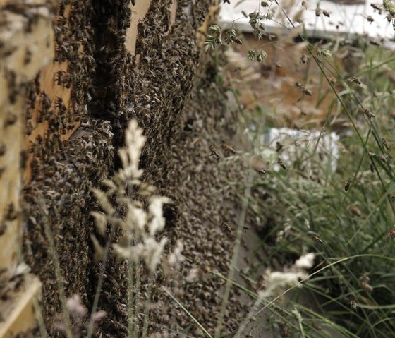 Imkerei Körsten Bienen, © Körsten Imkerei Körsten Bienen, © Körsten