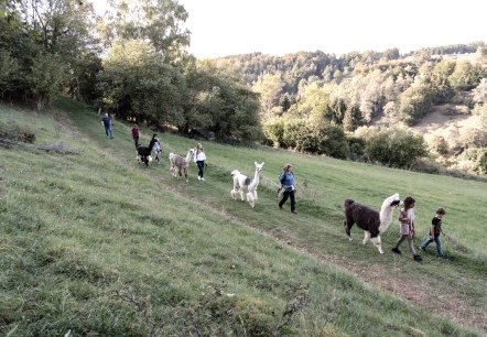 Eifelnomaden Lamas in der Schönecker Schweiz, © Eifelnomaden, Julietta Baums Eifelnomaden Lamas in der Schönecker Schweiz, © Eifelnomaden, Julietta Baums