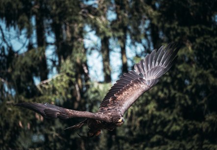 Steinadler in der Greifvogelstation Hellenthal, © Johannes Höhn Steinadler in der Greifvogelstation Hellenthal, © Johannes Höhn