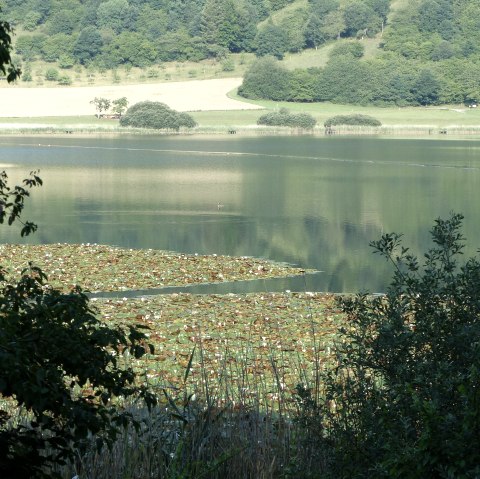 Schilf am Meerfelder Maar, © GesundLand Vulkaneifel GmbH Schilf am Meerfelder Maar, © GesundLand Vulkaneifel GmbH