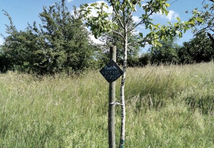 Apfelbaumpatenschaft, © GesundLand Vulkaneifel GmbH Apfelbaumpatenschaft, © GesundLand Vulkaneifel GmbH