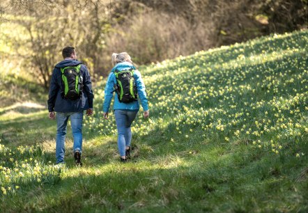 Wanderer bei den Narzissenwiesen, © Eifel Tourismus GmbH, Dominik Ketz Wanderer bei den Narzissenwiesen, © Eifel Tourismus GmbH, Dominik Ketz