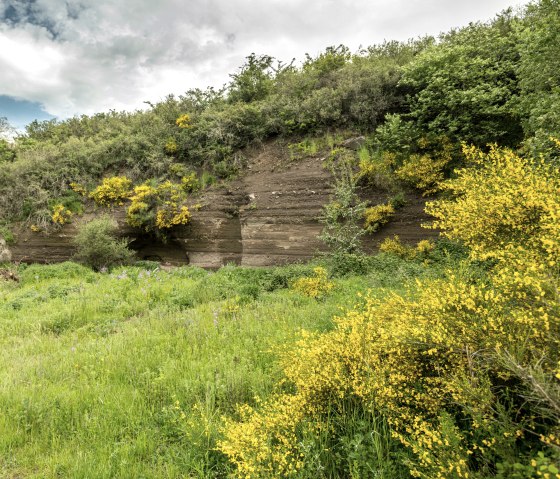 Ginsterblüte am Vulcano-Pfad bei Ellscheid, © Eifel Tourismus GmbH, Dominik Ketz Ginsterblüte am Vulcano-Pfad bei Ellscheid, © Eifel Tourismus GmbH, Dominik Ketz