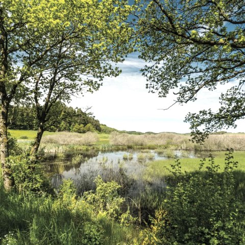 Mürmes Naturschutzgebiet, © Eifel Tourismus GmbH/D.Ketz Mürmes Naturschutzgebiet, © Eifel Tourismus GmbH/D.Ketz