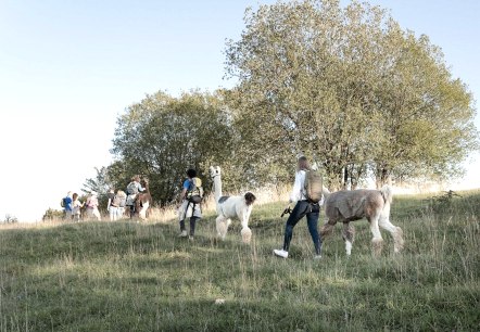 Lamawanderung Schönecker Schweiz, © Eifelnomaden Hersdorf, Foto Wilhelmine Jörissen Lamawanderung Schönecker Schweiz, © Eifelnomaden Hersdorf, Foto Wilhelmine Jörissen