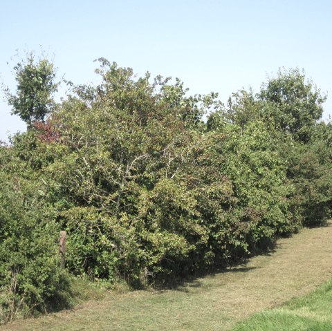Heckenlandschaft Eifel, © Ute Klinkhammer, Touristik GmbH Gerolsteiner Land Heckenlandschaft Eifel, © Ute Klinkhammer, Touristik GmbH Gerolsteiner Land