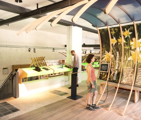 Tentoonstelling van wilde narcissen in de toegangspoort van het Nationaal Park Höfen op de Eifelsteig, © Eifel Tourismus/D. Ketz Tentoonstelling van wilde narcissen in de toegangspoort van het Nationaal Park Höfen op de Eifelsteig, © Eifel Tourismus/D. Ketz