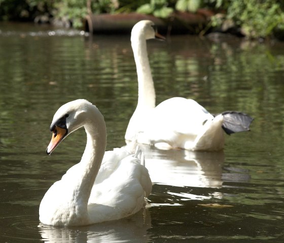 Schwäne Schwäne