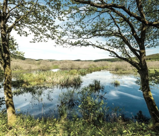 Wandern auf dem Antoniusweg, © Eifel Tourismus GmbH/D.Ketz Wandern auf dem Antoniusweg, © Eifel Tourismus GmbH/D.Ketz