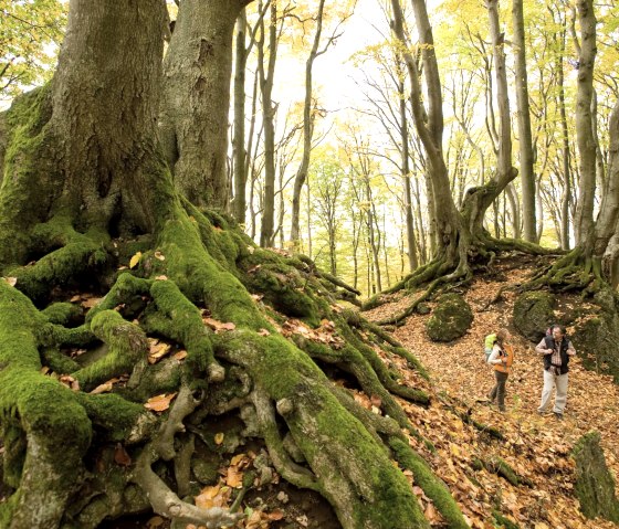 Een herfstig beukenbos met met mos bedekte wortels en twee wandelaars op een lommerrijk pad langs de Eifelsteig., © Rheinland-Pfalz Tourismus, D. Ketz Een herfstig beukenbos met met mos bedekte wortels en twee wandelaars op een lommerrijk pad langs de Eifelsteig., © Rheinland-Pfalz Tourismus, D. Ketz