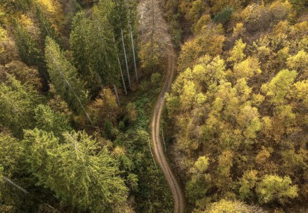 Wald, © D. Ketz Wald, © D. Ketz