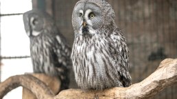 Adler- und Wolfspark Eule, © Eifel Tourismus GmbH, Dominik Ketz Adler- und Wolfspark Eule, © Eifel Tourismus GmbH, Dominik Ketz