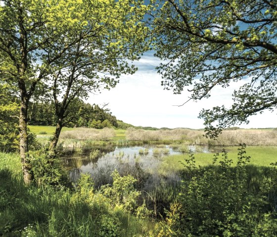 Mürmes Naturschutzgebiet, © Eifel Tourismus GmbH/D.Ketz Mürmes Naturschutzgebiet, © Eifel Tourismus GmbH/D.Ketz