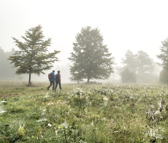 Mystische Stimmung auf dem Munterley Plateau, © Eifel Tourismus GmbH, D. Ketz Mystische Stimmung auf dem Munterley Plateau, © Eifel Tourismus GmbH, D. Ketz