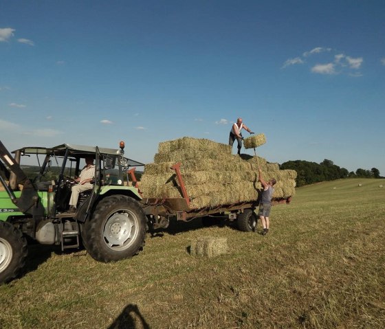 Gesundes Futter " Heu", © Phormat Werbeagentur Gesundes Futter " Heu", © Phormat Werbeagentur