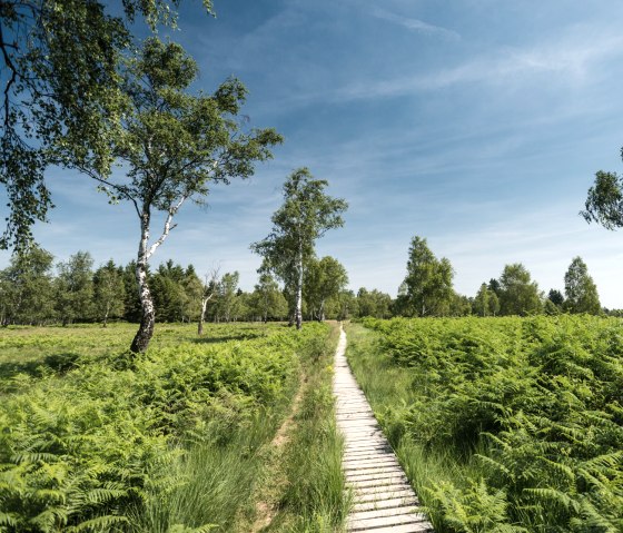 Passerelle dans la Struffelt Heide sur le sentier de l'Eifel, © Eifel Tourismus GmbH, D. Ketz Passerelle dans la Struffelt Heide sur le sentier de l'Eifel, © Eifel Tourismus GmbH, D. Ketz