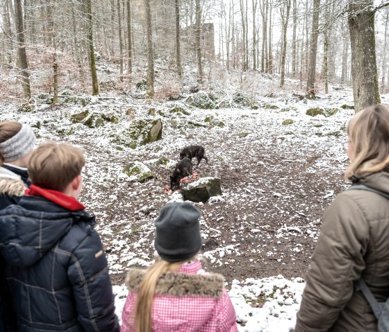 Adler und Wolfspark Wolfsfütterung (2), © Eifel Tourismus GmbH, Dominik Ketz Adler und Wolfspark Wolfsfütterung (2), © Eifel Tourismus GmbH, Dominik Ketz
