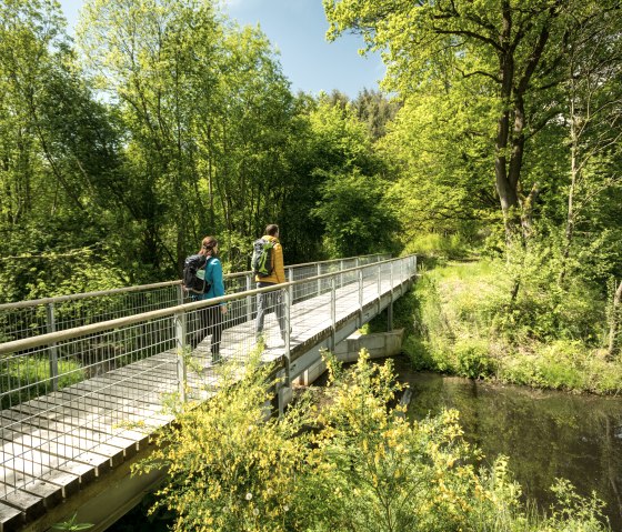 Ginster im Naturschutzgebiet Mürmes, © Eifel Tourismus GmbH, Dominik Ketz Ginster im Naturschutzgebiet Mürmes, © Eifel Tourismus GmbH, Dominik Ketz