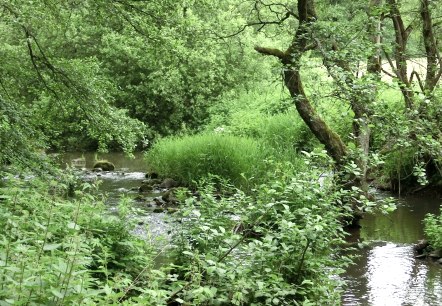 The 2 Streams Trail leads through the Alfbach Valley, © Eifel Tourismus GmbH The 2 Streams Trail leads through the Alfbach Valley, © Eifel Tourismus GmbH