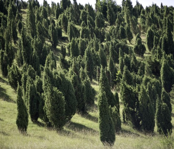 Réserve de genévriers de la vallée de Lampert. La plus grande zone de genévriers d'un seul tenant en Rhénanie-du-Nord-Westphalie, © Rheinland-Pfalz Tourismus/D. Ketz Réserve de genévriers de la vallée de Lampert. La plus grande zone de genévriers d'un seul tenant en Rhénanie-du-Nord-Westphalie, © Rheinland-Pfalz Tourismus/D. Ketz