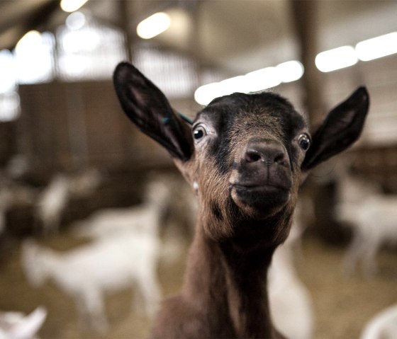 Vulkanhof Ziegen, © Andreas Goltz | phormat.de Vulkanhof Ziegen, © Andreas Goltz | phormat.de