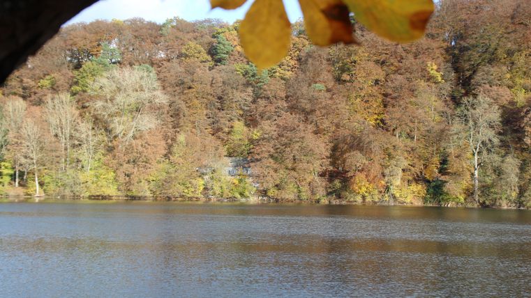 Een rustige vijver omringd door kleurrijke herfstbladeren. De bomen reflecteren in het water en creëren een vredige sfeer.