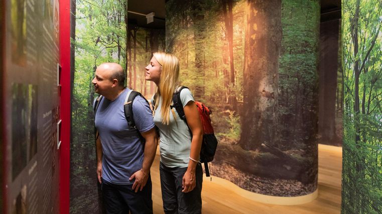 Ein Paar erkundet eine interaktive Ausstellung über Wälder. Sie betrachten informative Tafeln in einer Umgebung mit Waldmotiven.