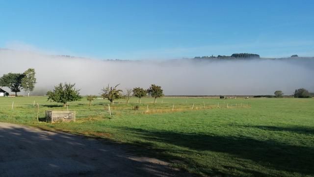 Een groene weide met enkele bomen en een zachte mist op de achtergrond. De lucht is helder en blauw.