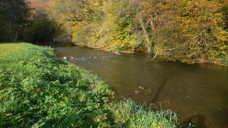 A quiet river flows through an autumn landscape. The trees are colored in warm hues, and the shore is lined with green grasses and plants.
