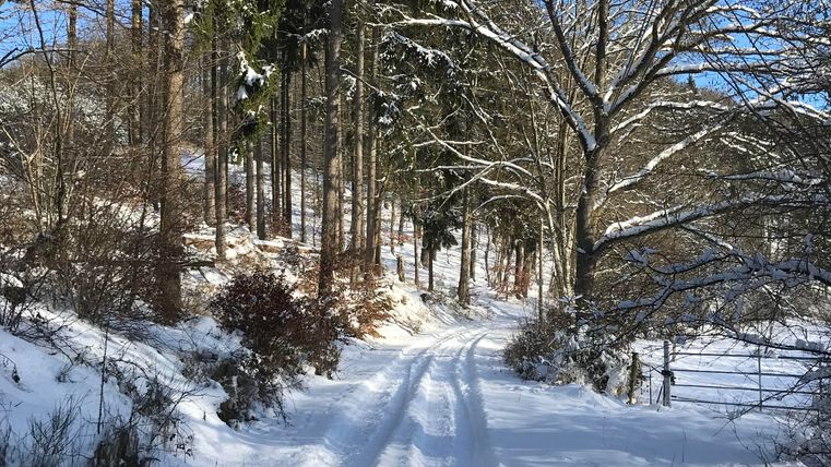 A snow-covered path through a peaceful forest. The sun is shining and the sky is clear.