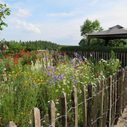 Ein bunter Blumengarten mit verschiedenen Wildblumen und einem Holzzaun. Im Hintergrund sind Bäume und ein Unterstand sichtbar.