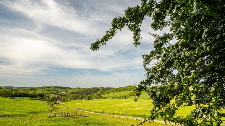 Eine grüne Landschaft mit sanften Hügeln und einer Wiese unter einem klaren Himmel. Im Vordergrund ist ein Baum zu sehen, der einen Teil des Bildes rahmt.