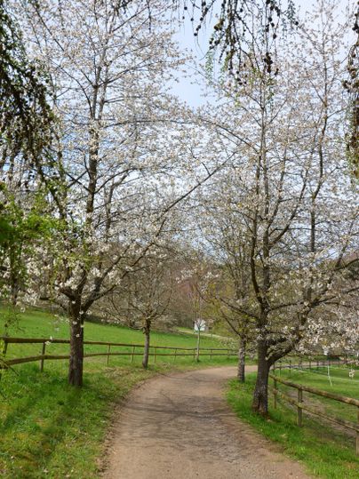Ein schöner Weg umgeben von blühenden Kirschbäumen. Die Landschaft ist grün und einladend.