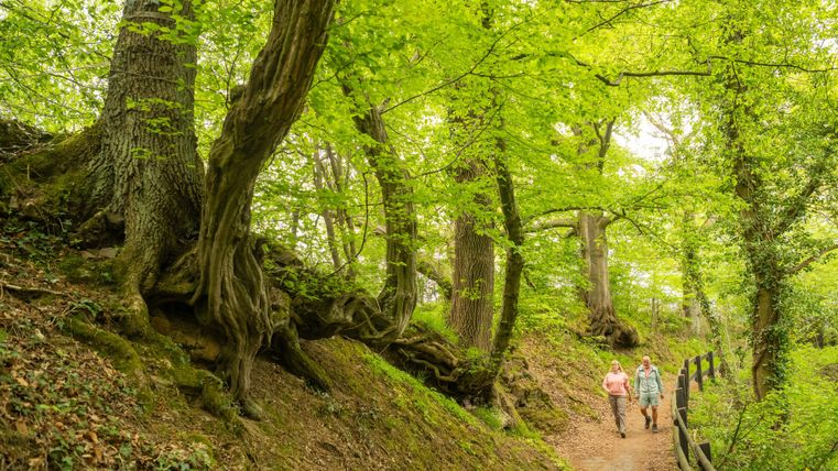 A picturesque forest path with lush, green foliage. Two hikers enjoy nature and stroll along the winding route.