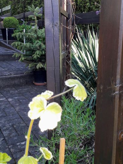 Een groene oase met verschillende planten en een houten hek. Op de voorgrond zijn verse bladeren zichtbaar.